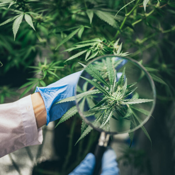 scientist checking hemp plants in a weed greenhouse. Concept of herbal alternative medicine, cbd oil, pharmaceptical industry