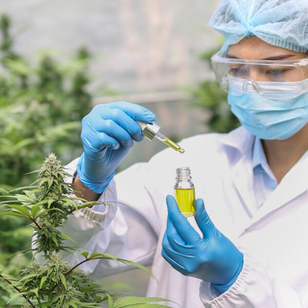 Portrait of scientist with mask checking hemp plants in a greenhouse. Concept of herbal alternative medicine, CBD cannabis oil.